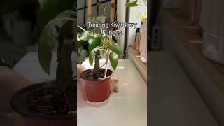 Kiwi Berry Fungus shorts propagation indoorplants houseplants plants plantcare fungus [upl. by Amsirak]