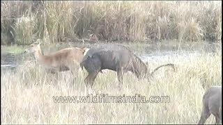 Swamp deer have a mating rendezvous  rare sight of a rare species [upl. by Betta]