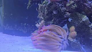 clown fish host Pink Tipped Anemone condylactis gigantea [upl. by Ycniuqed]