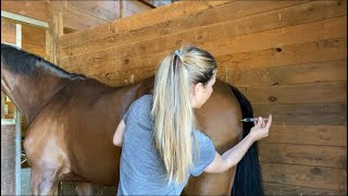 How To Administer IM Horse Vaccine In Butt Vs Neck [upl. by Syhr281]