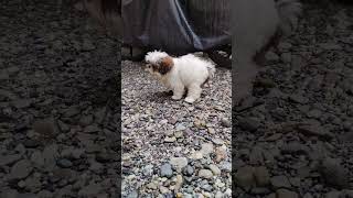 Shih Tzu Poo Time [upl. by Leonid]