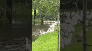 Hurricane Milton  Brooksville FL [upl. by Mellisent184]