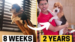 Beagle Puppy Transformation from 8 Weeks to 2 years Puppy to Adult [upl. by Anirtap]