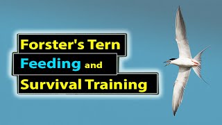 Forsters Tern Feeding and Survival Training [upl. by Leanna]