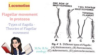 LocomotionFlagellar movement in protozoaTypes of Flagella Theories of Flagellar movt MSc BSc [upl. by Eniar825]