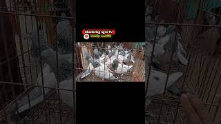 pets pet petslover petsvlog kobutor pigeon pigeonlover racerpigeon racer racerkabootar [upl. by Kremer]