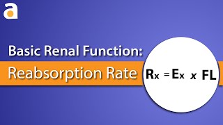 Basic Renal Function Reabsorption Rate [upl. by Holds]