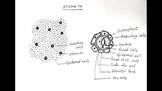 STOMATA DIAGRAM FOR CLASS 11 BIOLOGY [upl. by Atirma]