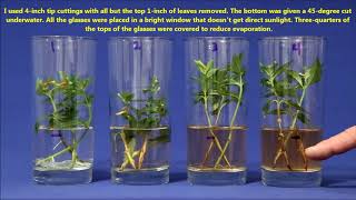 Best Way To Propagate Stem Cuttings In Water [upl. by Ahsinwad]