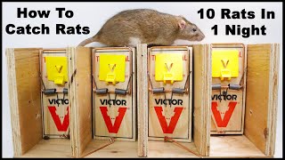 The Best Way To Trap Rats The Ultimate Rat Trapping System Mousetrap Monday [upl. by Chamberlain267]