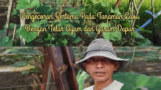 Pengecoran Pertama Tanaman Labu Dengan Telur Ayam dan Garam Dapur [upl. by Holds99]