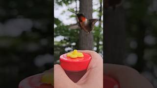 handfeeding a male ruby throated hummingbird 🥰❤️ birds nature hummingbirdlover hummingbirds [upl. by Scrivings]