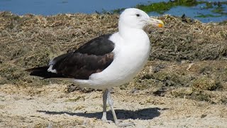 Cape Gull Grafham Water 8th August 2022 [upl. by Atinihc839]