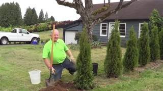 How to Plant a Conifer [upl. by Verity]