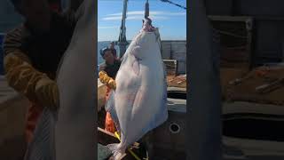 Huge Alaskan halibut Biggest fish of season halibut fish alaskanadventure ocean [upl. by Bellamy]