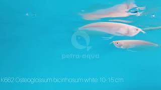 Osteoglossum bicirrhosum white 1015 cm [upl. by Dulciana374]