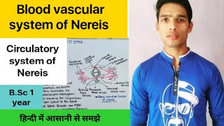 Blood vascular system of Nereis Circulatory System of Nereis [upl. by Ad]