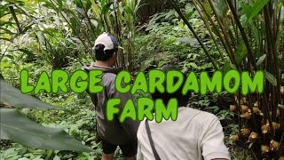 Large cardamom farm visit Sikkim cardamom farming Large cardamom based Agroforestry System [upl. by Ellerud]