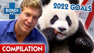 Bondi Vets New Years Resolutions  Compilation  Bondi Vet [upl. by Eelinej884]