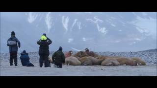 Svalbard Small Ship Arctic Expedition  Natural World Safaris [upl. by Sirenay]