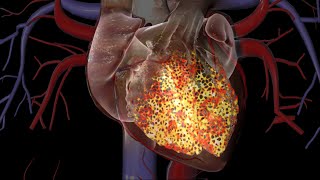 Cardiac Conduction System [upl. by Ahslek]