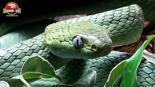 Boiga cyanea female [upl. by Epillihp237]