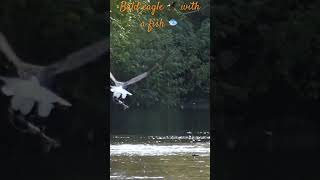 Bald eagle with a salmon Pygargue à tête blanche avec un saumon wildlife canada eagle pygargue [upl. by Enimzzaj]