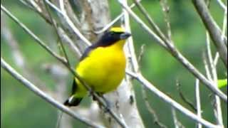 Thickbilled Euphonia  Euphonia laniirostris  Reserva el Paujil Birdwatching [upl. by Nnylram]