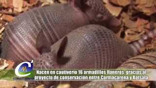 NOTA NACEN 16 ARMADILLOS LLANEROS EN CAUTIVERIO [upl. by Atinit352]