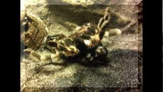 Mutation Mygale Brachypelma Smithi [upl. by Aletta609]