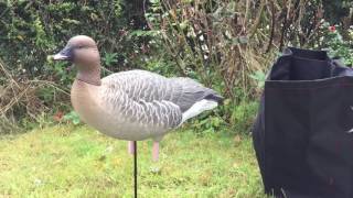 New Avian X pinkfoot geese decoys [upl. by Ikceb]