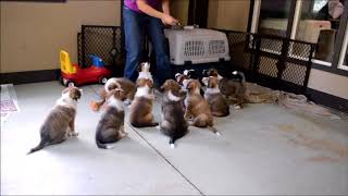 Scotch Collie Puppies sitting for treats [upl. by Marina]