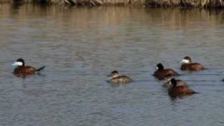 Ruddy Ducks in Kansas [upl. by Liggett]