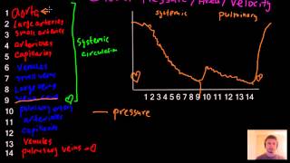 Blood pressure area and velocity graph blood circulation review  MCAT [upl. by Mahgirb618]