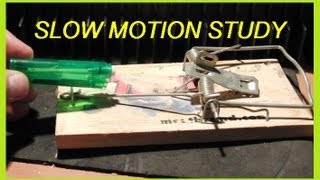 Slow Motion GIANT RAT TRAP  Fun [upl. by Ulphiah]