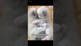 What do cats think when they are hit Two ways to deal with misbehaving catsfacts [upl. by Xuagram296]