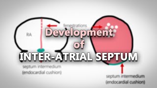 Interatrial septum development  Embryology made easy [upl. by Nnylekoorb]