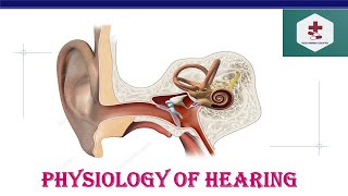 Physiology of hearing  Hearing mechanism  Human Ear  Anatomy  Physiology [upl. by Lorene497]