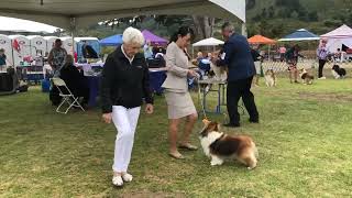 BISS GRCH Aratone Phaeton quotFaithquot at Carmel dog show [upl. by Braunstein]