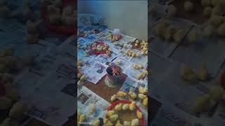 Broiler chicks progress day 1 to 7 [upl. by Aime563]