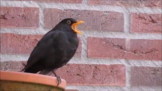 Common Blackbird Turdus merula singing [upl. by Rawdon]