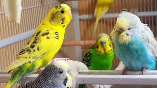 9 Hr Chirping amp Happy Life of Parakeet Budgies Birds Reduce Stress of Lonely Quiet Birds [upl. by Onnem]