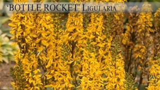 Proven Winners® Retailer Channel Bottle Rocket Ligularia [upl. by Ainolopa]