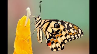 How a Caterpillar Becomes a Butterfly Explained [upl. by Menzies]