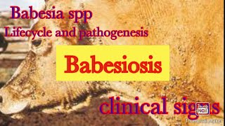 Babesiosis etiology and clinical signs البابيزيا [upl. by Taylor]