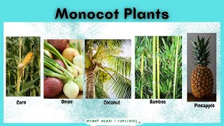 Monocot Plants Examples Monocotyledon monocotyledonous plants  Mommy Merai [upl. by Reich598]