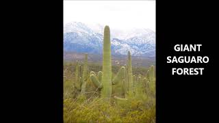 SONORAN WINTER SNOW [upl. by Clarice]