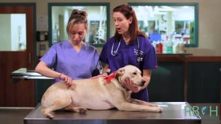 How to Check Your Pets Vital Signs [upl. by Aitel361]