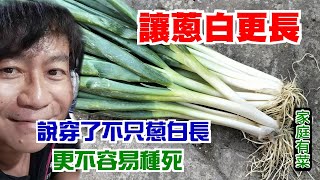 【家庭有菜】讓蔥白更長，種蔥不腐爛的好方法 [upl. by Redna]