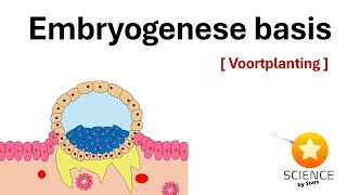 Embryologie Van bevruchting tot innesteling dag 1  10  Voortplanting [upl. by Ajed]